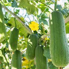 Green Brown Luffa Esmeralda Seeds Scientific Name Placeholder for planting in home garden