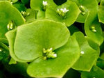 Miners Lettuce Claytonia perfoliata seeds for garden planting