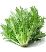 Green Curled Kale Brassica oleracea seeds for cold frame garden planting