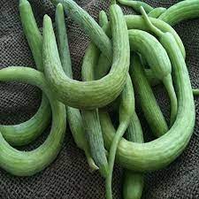 Serpent Melon Cucumis melo flexuosus seeds for vertical garden planting