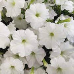 White Petunia Flower Seeds for Planting - Heirloom, NON-GMO Garden Seeds - Easy to Grow Blooms seeds for planting in home garden