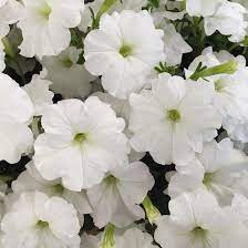 White Petunia Flower Seeds for Planting - Heirloom, NON-GMO Garden Seeds - Easy to Grow Blooms seeds for planting in home garden