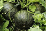 Jack-o’-lantern pumpkin Cucurbita pepo seeds for planting in home garden
