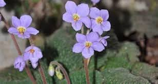 Ramonda Myconi Flower Seeds for Planting - 100 pcs for planting in your garden.
