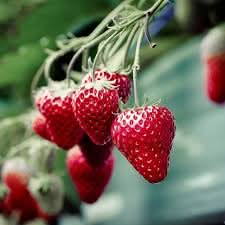 Strawberry Seascape fruit seeds