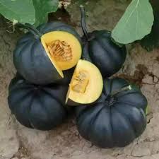 Black Pumpkin Cucurbita maxima seeds for garden planting