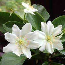 White Nevada Lewisia Flower Seeds for Planting - 100 seeds for planting in home garden