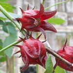 Australian Rosella Hibiscus Flower Seeds for Planting - Hibiscus Sabdariffa Var. Sabdariffa for planting in your garden.