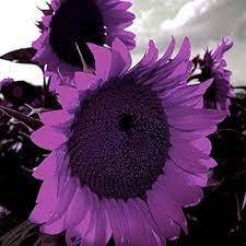 Purple Mini Sunflower Seeds for Planting – Compact Blooms, Great for Pots & Borders, Non-GMO for planting in home garden