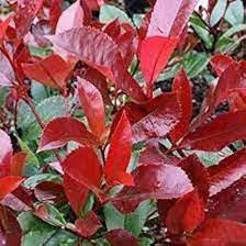 Photinia Serrulata Plant Seeds for Planting - 100 seeds for planting in home garden