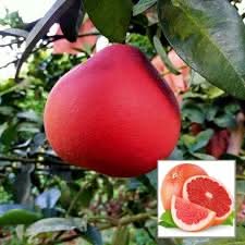Ruby red pomelo fruit seeds
