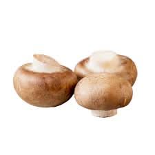 Cremini mushroom Agaricus bisporus spores for indoor garden