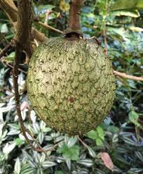 Mountain soursop Annona montana fruit seeds