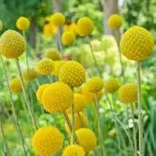 Craspedia Drumstick Yellow Sun Ball Flower Seeds for Planting - Heirloom & Non-GMO Garden Seeds for planting in home garden