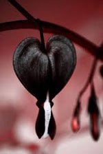 Black Heart Flower Seeds for Planting - 100 pcs for planting in your garden.