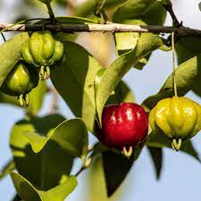 Red Eugenia rhombea fruit seeds
