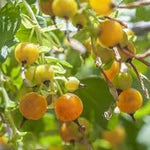 Golden currant fruit seeds for planting