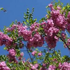 Pink Fraseri Serrulata Plant Seeds for Planting NON GMO Seeds Dhara Seeds