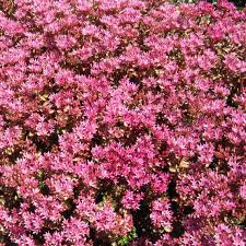Pink Spurium Coccineum Plant Seeds - Decorative Plant Seeds - Heirloom & Non-GMO Seeds for planting Dhara Seeds