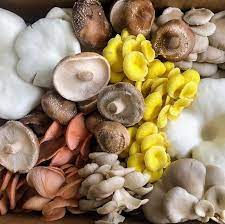 Mixed Mushroom Seeds for Planting