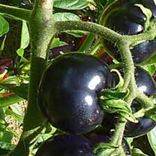 Indigo Rose Tomato Vegetable Seeds for Planting