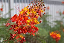 Red Caesalpinia or Peacock Flower Seeds for Planting - 100
