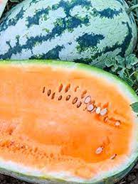 Orangeglo Watermelon Fruit Seeds for Planting - Sweet and Juicy Melons, Heirloom Seeds