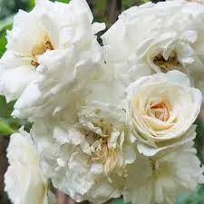 White Climbing Rose Plant Seeds for Garden Heirloom Non-GMO Seeds for Planting and Growing Dhara Seeds