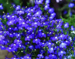 Blue Creeping Thyme Flower Seeds for Planting - NON GMO Seeds Dhara Seeds