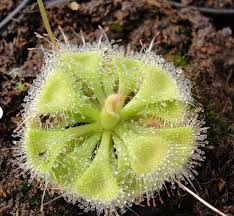 Green Sundew Clip Plant Seeds for Planting, 100
