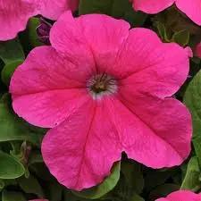 Cerise Pink Petunia Flower Seeds for Planting - Heirloom, NON-GMO, Easy to Grow Garden Blooms Dhara Seeds