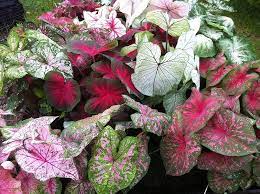 Caladium Teal Mix Flower Seeds – Heirloom, Non-GMO Flower Seeds for Planting Dhara Seeds