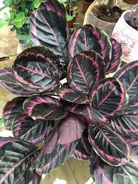 Black Calathea Planting Seeds for Garden,Heirloom & Non-GMO Seeds Dhara Seeds