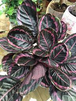 Black Calathea Planting Seeds for Garden,Heirloom & Non-GMO Seeds Dhara Seeds