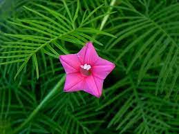 Pink Vinca Art Cypress Seeds or Creeper Flower Seeds for Planting - NON GMO Seeds Dhara Seeds
