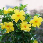 Heirloom Yellow Mandevilla Sanderi Flower Seeds for Planting - GMO Frees, Ideal for Home Garden Dhara Seeds