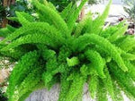 Beautifull Asparagus Meyeri Foxtail Fern Plant Seeds for Planting heirloom & Non-GMO Seeds Dhara Seeds