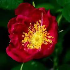 Red Rugrose Rose Plant Seeds for Garden Heirloom Non-GMO Seeds for Planting and Growing Dhara Seeds