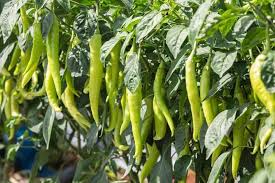Hot Pepper Seeds for Planting