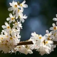 White Forsythia - Abeliophyllum distichum Flower Seeds for Planting - NON GMO Seeds Dhara Seeds