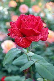 Fragrant Red Rose Plant Seeds for Garden Heirloom Non-GMO Seeds for Planting and Growing Dhara Seeds