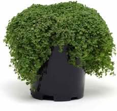 Corsican Mini Mint Seeds – Compact & Flavorful-Heirloom & Non-GMO Seeds for planting – Fresh Herb for Your Garden