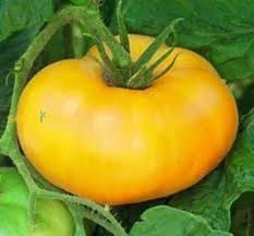 Dark Yellow Huge Tomato Seeds for Planting