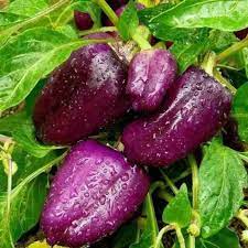 Bell Pepper Vegetable Seeds Purple for Planting-Heirloom & Non-GMO Seeds for planting