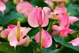 Heirloom Non-GMO Anthurium Andraeanum Flower Seeds for Planting – Baby Pink Exotic Blooms Dhara Seeds