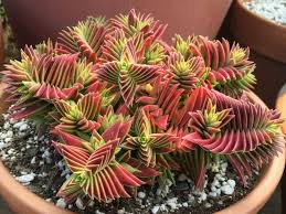 Red Pagoda Plant Seeds for Planting - NON GMO Seeds Dhara Seeds