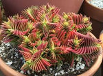 Red Pagoda Plant Seeds for Planting - NON GMO Seeds Dhara Seeds