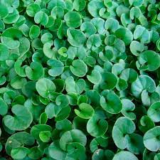 Heirloom Non-GMO Green Dichondra Repens Lawn Seeds – Lush Ground Cover for Garden Planting Dhara Seeds