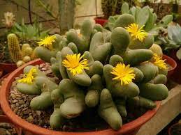 Conophytum Bilobum Cactus Seeds for Planting - NON GMO Seeds Dhara Seeds