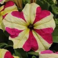 Red & Yellow Petunia Seeds for Planting - Heirloom, NON-GMO Flower Seeds - Vibrant Garden Blooms Dhara Seeds